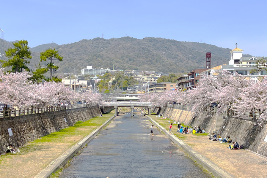 芦屋川の桜並木